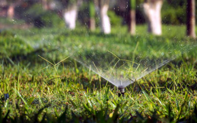 How to Work with your Plants: The Revolutionary Idea of Smart Irrigation